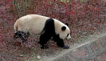 Медведь и осень / Центр разведения панд, Чэнду, Китай.