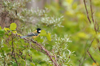 Слушая весну. / ***