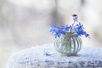 синие цветы / ***