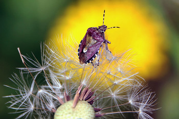 &nbsp; / К СОЛНЦУ