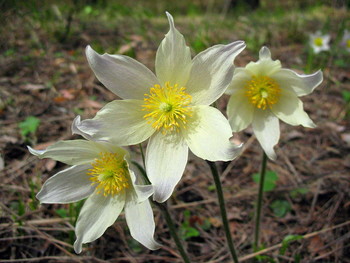 Солнцу навстречу / в весеннем лесу