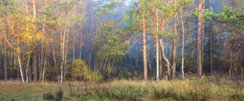 Ласкают первые лучи опушку осеннего леса / Осень октябрь