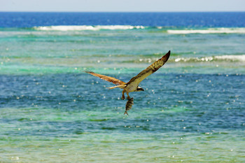 С рыбалки / случайно заснял орла на красном море