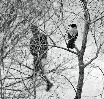 Ты - мой! / По мотивам известной песни &quot;Черный ворон&quot;