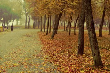 Утро в парке / Осень