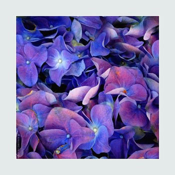 цветы апреля. 2019 / Северный атмосферный парк Джонатана Свифта

music: Jolan - Purple Rain 
https://www.youtube.com/watch?v=QWlD3VKSB7g
