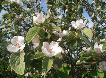 Айва цветет / утро