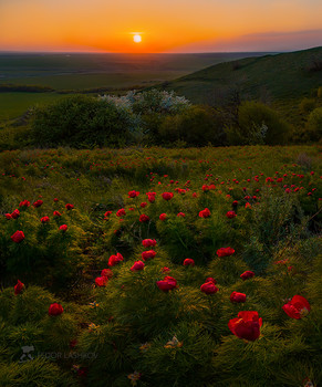 Закат с пионами / Пион узколистный, или пион воронец (лат. Paeonia tenuifolia). Занесён в Красную книгу России.
Ставропольская возвышенность. 
30 апреля, 2019. Фотопроект «Открывая Ставрополье».