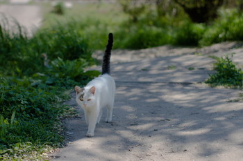 StreetCat / Уличный кот