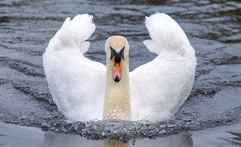 Иду к тебе... / гатчинский парк,Белое озеро,пара лебедей за зимовала на озере, сейчас вроде ждут потомства