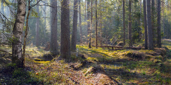 Весенний лес / Прогулки по лесу