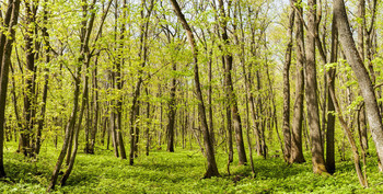 Весенний лес / Панорама весеннего леса.Саратовская область.