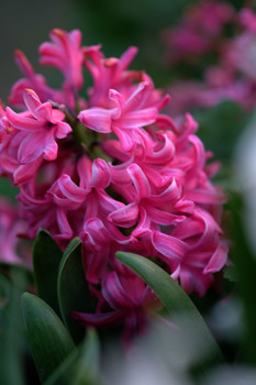 Гиацинт / Один из первых весенних цветов