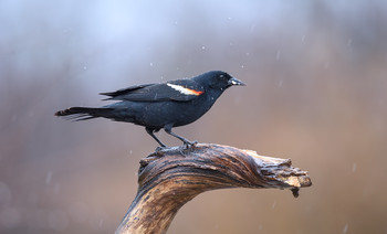 Red-winged blackbird / Красноплечий чёрный трупиал
Красноплечий трупиал - это полигамный вид: самец сожительствует с полутора-десятка самок
Ну и естественно ему приходится защищать свою територию,особенно в брачный период, наверное потому он яростно горланит усевшись высоко на дереве.
В дикой природе птица живет в среднем 2 года,
Самый старый зарегистрированный Красноплечий чёрный трупиал в дикой природе прожил 15 лет и 9 месяцев.