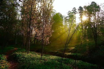 Особенности национальной погоды / Утро в лесу
