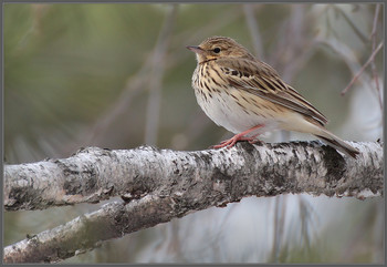 Лесной конек / Лесной конек