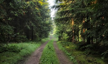 Остатки утреннего тумана / Прогулки по лесу