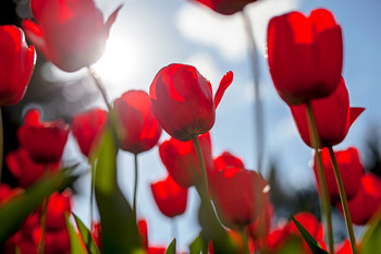 &nbsp; / Красные тюльпаны, на фоне голубого солнечного неба.