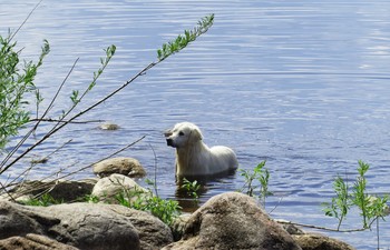 Доплыл!.... Земля... / Кубенское озеро. остров Спас Каменный... Этот пёс однажды - много лет назад - приплыл на этот островок с паломниками, да так здесь и остался жить. Встречает, сопровождает и провожает всех приезжих!)