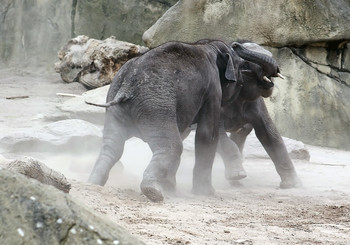 &nbsp; / БОИ без ПРАВИЛ - &quot;ЮНИОРЫ&quot;