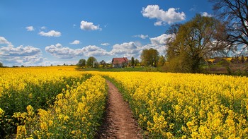 Домик в деревне. / ***