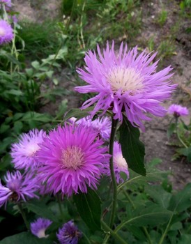 Вечерние краски / васильки садовые, у нас их называют &quot;волошки&quot;