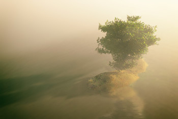 Одиноко... / деревце