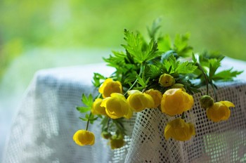 Купальница / ***