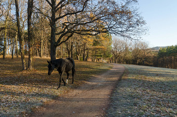 Утро в парке / Кисловодский национальный парк.