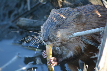 Сегодня лучше, чем вчера. / Ондатра за своей трапезой.