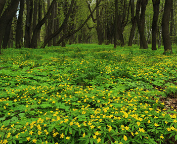 Желтая поляна... / Самый весенний цвет в природе - цвет солнышка ...