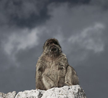 Медитация / Предводитель стаи гибралтарских обезьян-маготов.