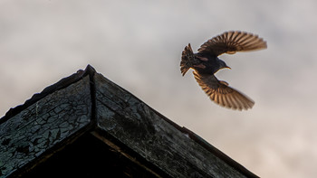 Полет скворца / Улетная