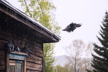 Даёшь посадку? / На улице начался дождь с градом и голуби ищут место спрятаться
В тесноте да не в обиде
[img]https://i.imgur.com/NxVrT94.jpg[/img]