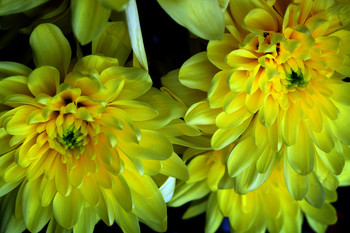 Хризантемы / Желтые хризантемы из покупного букетика