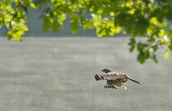Ловец живого серебра / Чёрный коршун с добычей. Думаю уклейку поймал. Россия. Тульская область. Щёкинский район.