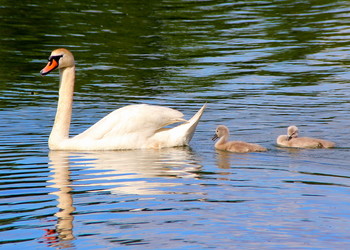 Весна кончается - жизнь начинается / на озере