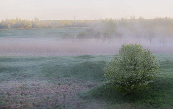 Молочный рассвет / Майские туманы.