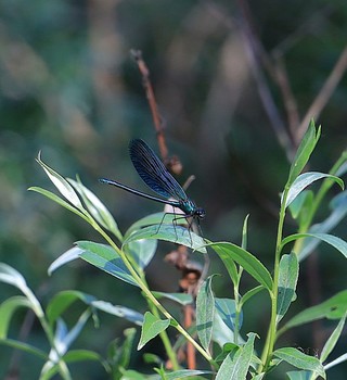 Вот и лето пришло... / ***