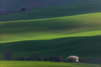 Spring / Весна в Южной-Моравии