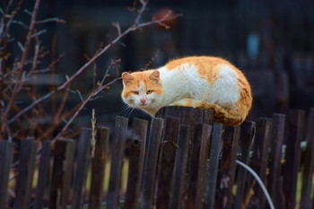 Деревенский кот ... / &quot;Ах, как много на свете кошек,
 Нам с тобой их не счесть никогда.
 Сердцу снится душистый горошек,
 И звенит голубая звезда.
 Наяву ли, в бреду иль спросонок,
 Только помню с далекого дня -
 На лежанке мурлыкал котенок,
 Безразлично смотря на меня.
 Я еще тогда был ребенок,
 Но под бабкину песню вскок
 Он бросался, как юный тигренок,
 На оброненный ею клубок.
 Все прошло. Потерял я бабку,
 А еще через несколько лет
 Из кота того сделали шапку,
 А ее износил наш дед.&quot;
 С.Есенин