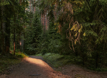 &quot;Луч света в тёмном царстве&quot;. / Конаковский сосновый бор.