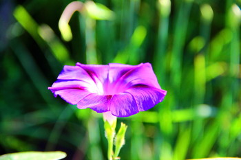 Утренняя свежесть / Рано по утру,когда вся природа радуется наступающему летнему дню.