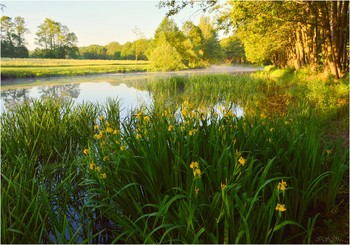 цветы у берега / ***