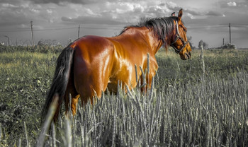 Лошадь — это поэзия в движении / в поле перед дождем