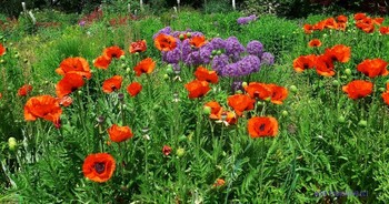 Лето радует цветами / Альбом «Макро, этюды»: http://fotokto.ru/id156888/photo?album=66289
Альбом «Цветы»: http://fotokto.ru/id156888/photo?album=63914