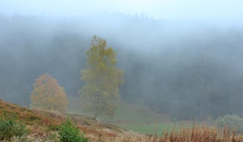 Туман над долиной / Грибные туманы