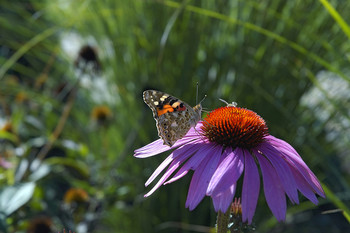 Правильное лето / Дело было летом, одна бабочка прилетела на цветок, а там пчела нектар собирает. Не стала бабочка собирать нектар, а наелась его прямо там на цветке.