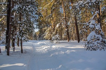 &nbsp; / лесопарк Лебяжье,Татарстан