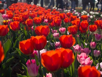 &quot;Tulipani italiani&quot; / Апрель 2019, возле Милана был пол с 450.000 тюльпанов...